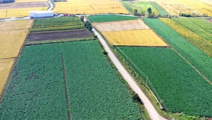 Samsun, Türkiye’nin en çok karnabahar üreten ili konumuna yükseldi