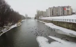 Sibirya’dan göç eden yeşilbaşlı ördekler Bayburt’u sevdi
