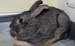 Ankara-Eskişehir Yolunda Kurtarılan Tavşanlar Tedavi Edildi