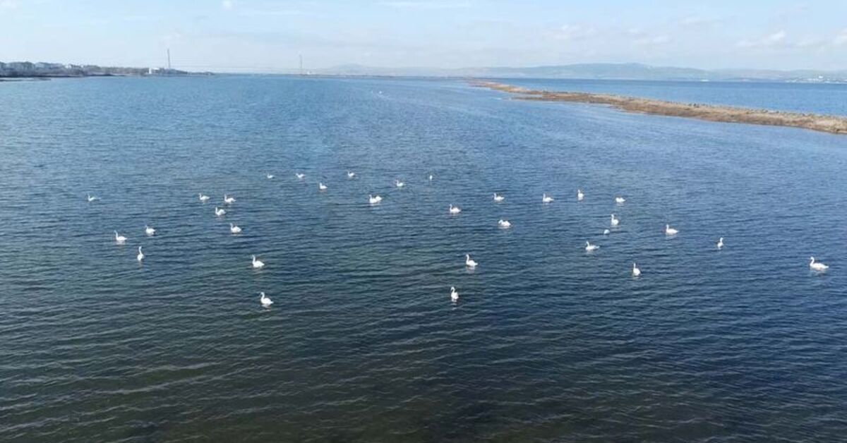 Çanakkale’de son iki yılda kuş sayılarında artış gözlendi