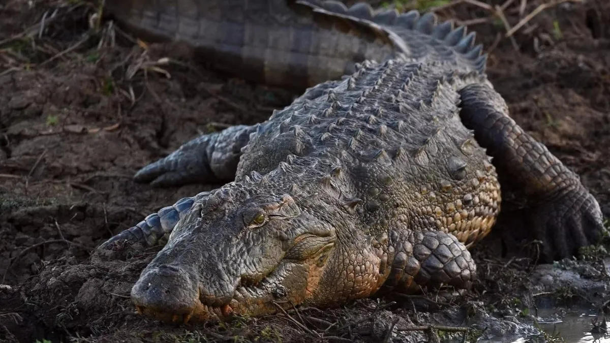 İstanbul’da ele geçirilen timsahlar Gaziantep’te