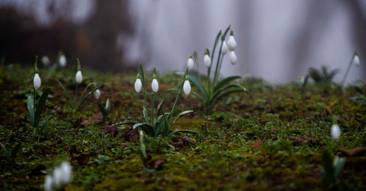 Sakarya’da erken açan kardelenler doğayı süsledi