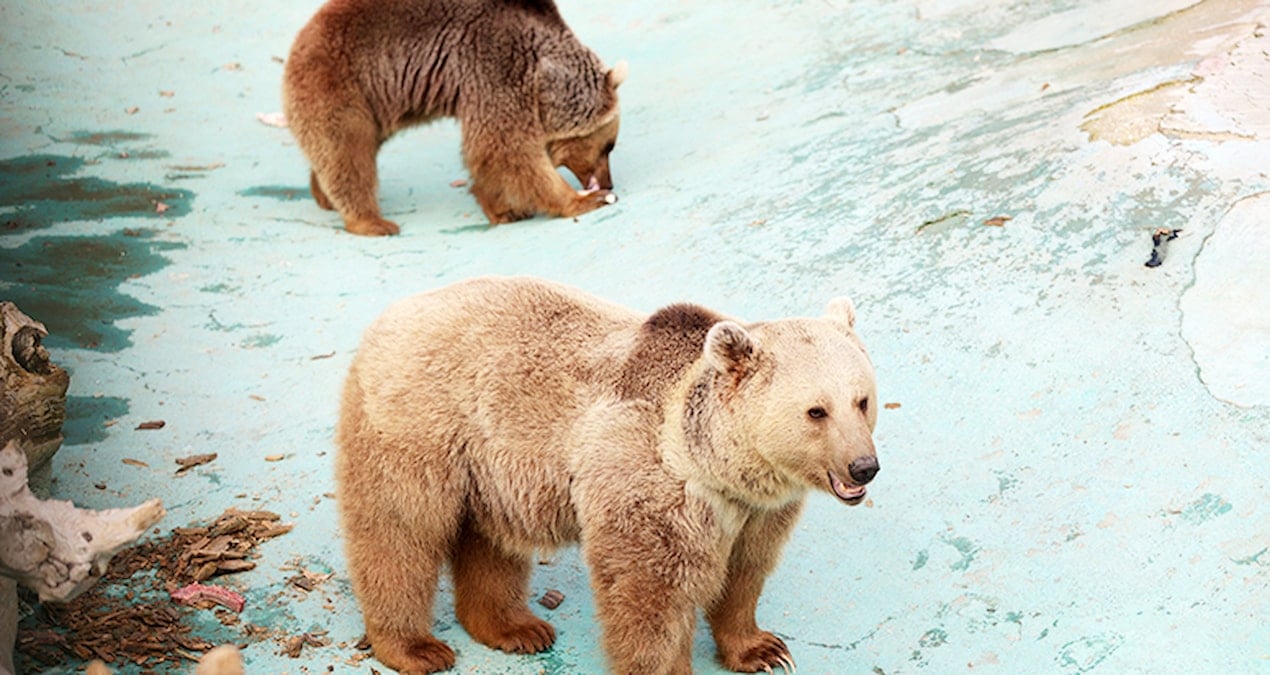 Sıcaklık düşmedi… Efe ile Ege kış uykusuna yatamadı