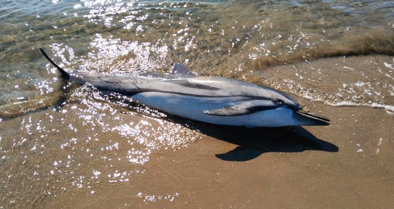 Yunuslar trol ağlarının kurbanı oldu: 58 yunus öldü