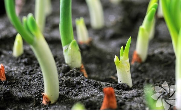 Balkonda sebze nasıl yetiştirilir?