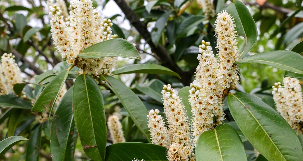 Çam Dağı’nda baharın gizemli renkleri ortaya çıktı