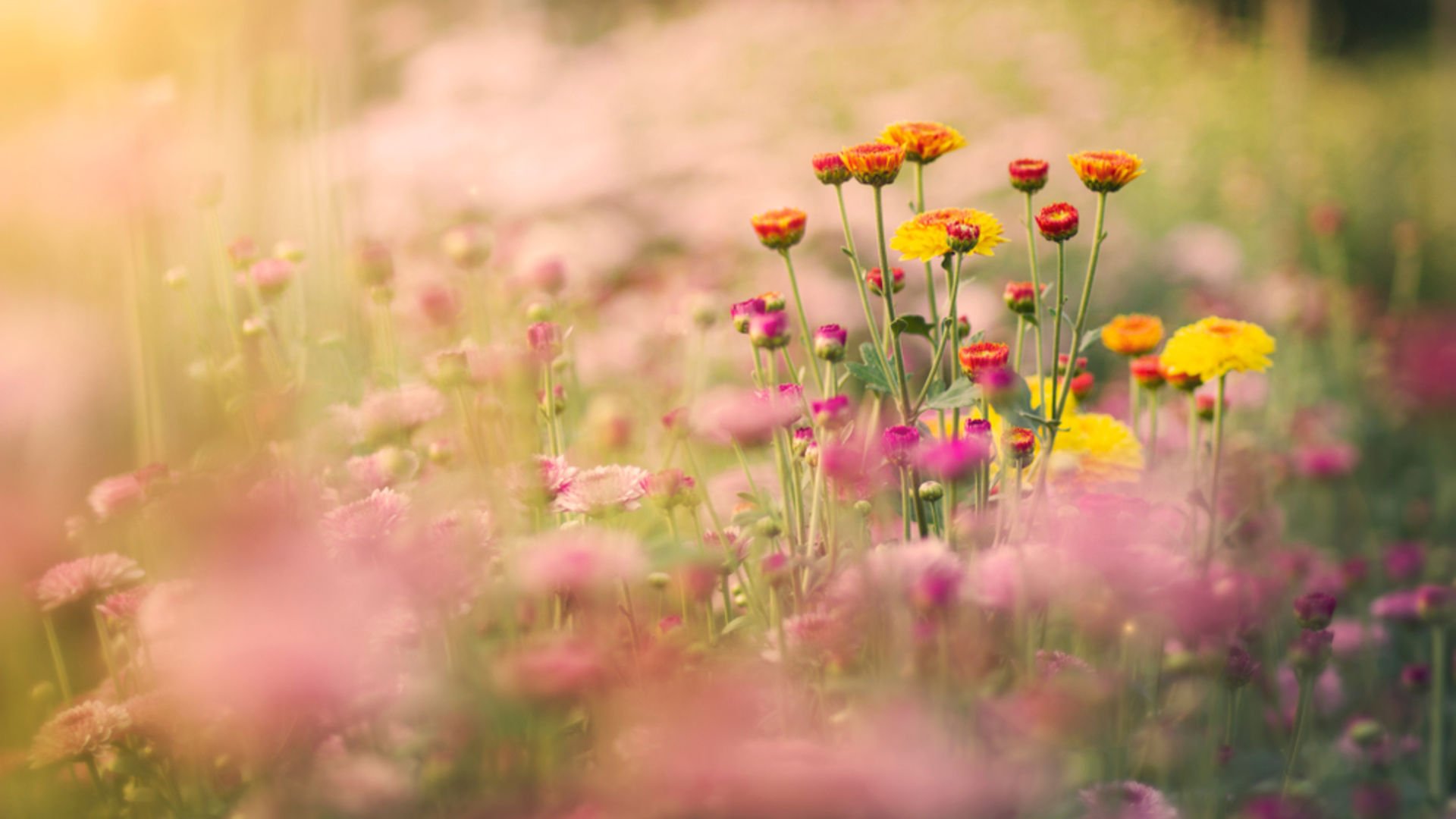 Erken menopoz nedir?