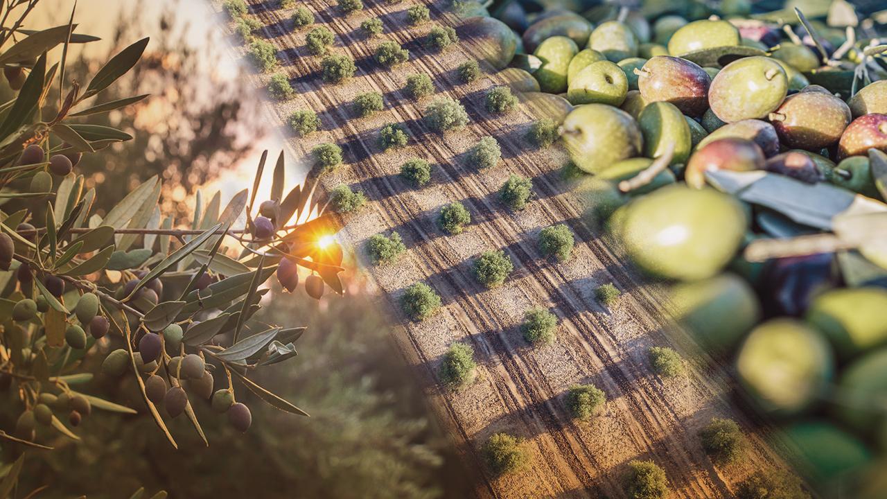 Zeytine bilimsel koruma